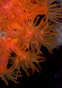 Orange cup coral, taken in Bonaire in 2000. Nikon F90x in... by Len Deeley 